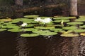 White Nymphaea Lotus Royalty Free Stock Photo