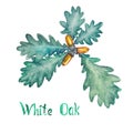 White oak branch with green leaves and acorns, hand painted watercolor illustration with inscription isolated