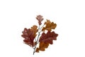 White oak leaf. Factory made.