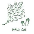 White Oak Lepidobalanus or Leucobalanus Leaf and acorn, hand drawn doodle Royalty Free Stock Photo