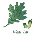 White Oak Lepidobalanus or Leucobalanus Leaf and acorn, hand drawn doodle Royalty Free Stock Photo