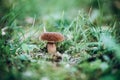 White oak mushroom in the grass. Boleto mushroom in the grass. Porchini mushroom in the forest. Autumn mushrooms Royalty Free Stock Photo