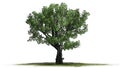 White oak tree on a green erea Royalty Free Stock Photo