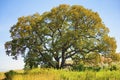White oak tree grows on a hill side in central Oregon Royalty Free Stock Photo