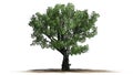 White oak tree on a sand erea Royalty Free Stock Photo