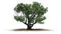 White oak tree on a sand erea with shadow on the floor Royalty Free Stock Photo