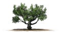 White oak tree on a sand erea with shadow on the floor Royalty Free Stock Photo