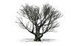 White oak tree in the winter Royalty Free Stock Photo