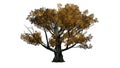 White oak trees in autumn Royalty Free Stock Photo