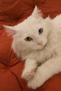 White odd-eyed cat Royalty Free Stock Photo