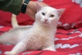 White odd-eyed cat on a red background Royalty Free Stock Photo