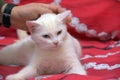 White odd-eyed cat on a red background Royalty Free Stock Photo