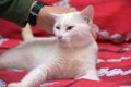 White odd-eyed cat on a red background Royalty Free Stock Photo