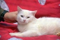 White odd-eyed cat on a red background Royalty Free Stock Photo