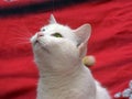 White odd-eyed cat on a red background Royalty Free Stock Photo