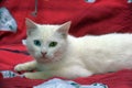 White odd-eyed cat on a red background Royalty Free Stock Photo