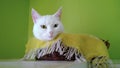 White odd-eyed cat sleeps in basket Royalty Free Stock Photo