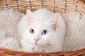 White odd-eyed cat Royalty Free Stock Photo