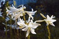 White and odorous lily flowers or fleur-de-lis shine in first sun rays on summer morning, religious symbol of Virgin Mary Royalty Free Stock Photo