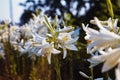 White and odorous lily flowers shine in first sun rays on summer morning, pollen on petals, religious symbol of Holy Trinity