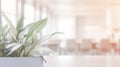 White office space with green plant. Greenery in the clean and bright corporate workspace. Royalty Free Stock Photo