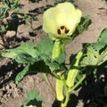 white Okra plant and flower closeup picture Royalty Free Stock Photo