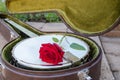 White old banjo in a case and a red rose, musical instrument