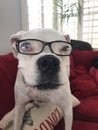 White old boxer dog with different colored eyes