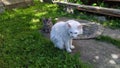 White old cat with kittens walks on the street near the house. Cat family on the grass Royalty Free Stock Photo