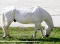Grey colored lipizzaner horse eats grass on a green rural ranch Royalty Free Stock Photo
