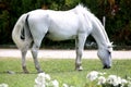 Grey colored lipizzaner horse eats grass on a green rural ranch