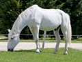 Grey colored lipizzaner horse eats grass on a green rural ranch Royalty Free Stock Photo