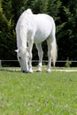 Grey colored lipizzaner horse eats grass on a green rural ranch Royalty Free Stock Photo