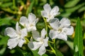 White oleander blossoms Royalty Free Stock Photo