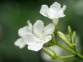 White oleander Royalty Free Stock Photo
