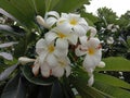 White oleander flower is a beautiful bouquet to the general public.