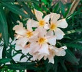 White Oleander flower blooming in garden during summer Royalty Free Stock Photo