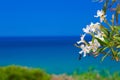 White Oleander Flower - Nerium Oleander, Mediterranean sea Royalty Free Stock Photo