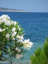 White oleander flowers Royalty Free Stock Photo