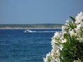 White oleander flowers