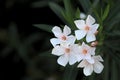 White Oleander Flowers With Black Background