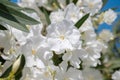 White oleander flowers Oleander Nerium close up. Selective focus Royalty Free Stock Photo