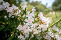 White oleander flowers Nerium Oleander. Colorful Bright Flower in Roman Bath Garden in Carthage, Tunisia