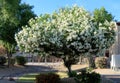 White oleander in Full Bloom In Arizona Spring