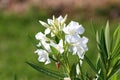 White Oleander or Nerium oleander shrub plant with multiple fully open blooming white flowers next to flower buds surrounded with Royalty Free Stock Photo