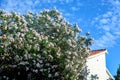 White oleanders against the background of mountains and clouds in Montenegro