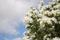 White oleanders blooming in garden. Close up view, blue sky with clouds background, copyspace.