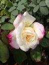 White olored rose with pink edges of South Indian garden