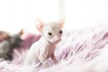 White one month old Don Sphinx cat on lilac fur background