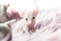 White one month old Don Sphinx cat on lilac fur background